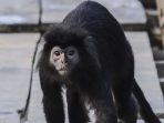 Populasi Lutung Jawa