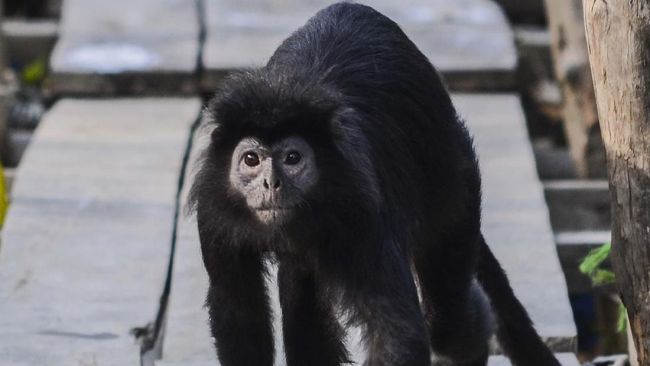 Populasi Lutung Jawa